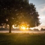 Изабране најлепше речи српског језика